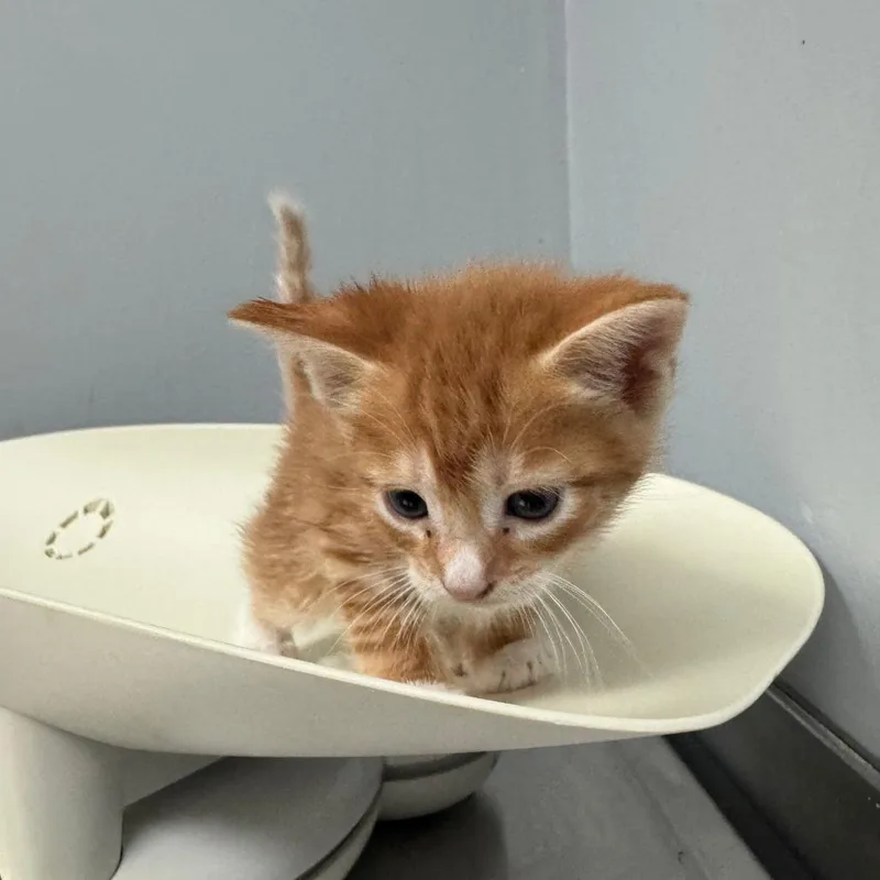A baby small-sized male Orange / Red Domestic Short Hair cat named Country for adoption in Columbus, GA