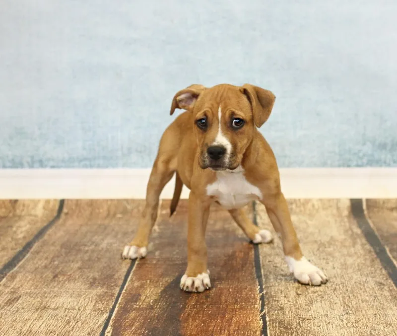 Snow White thumbnail 3