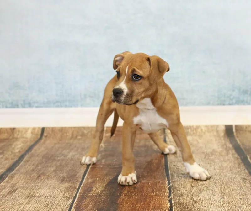 Snow White thumbnail 4