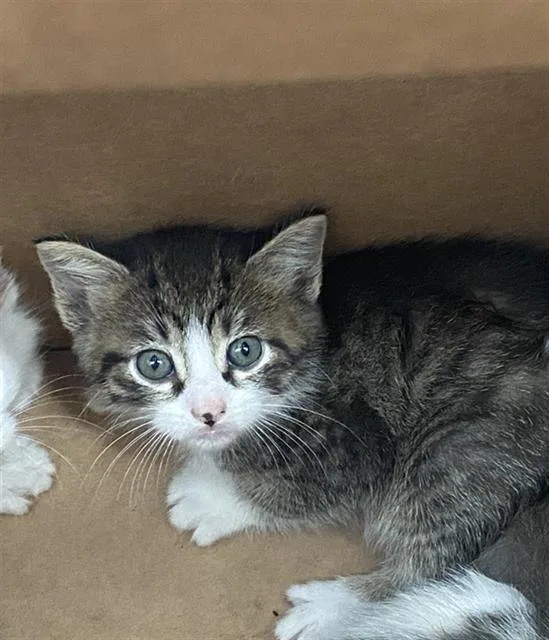 A baby medium-sized male Domestic Short Hair cat named Kion for adoption in Dallas, TX