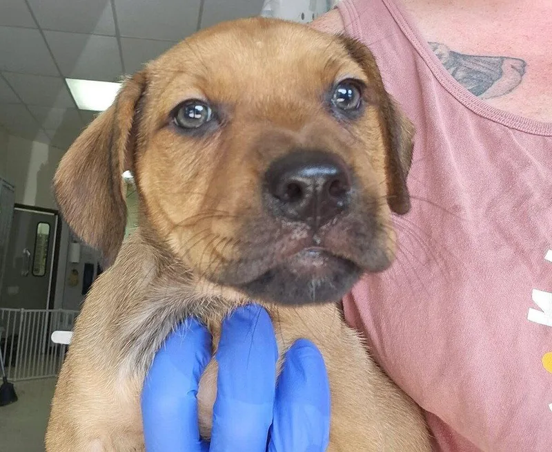 A baby medium-sized female Terrier dog named Circie for adoption in Candler, NC
