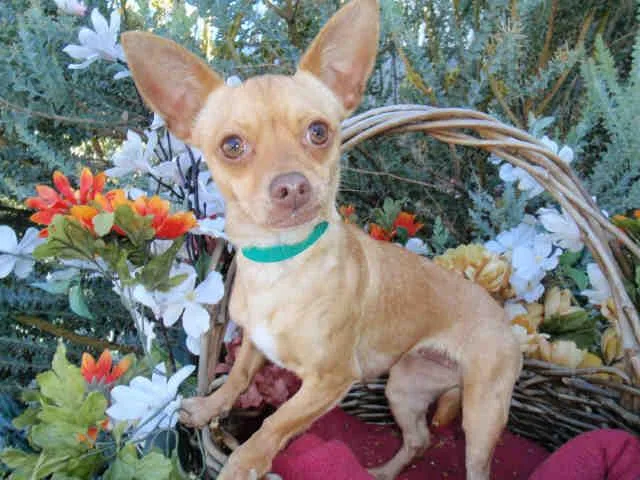 A senior small-sized female Chihuahua dog named Shelby for adoption in Los Angeles, CA