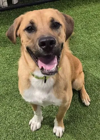 A young medium-sized male Shepherd dog named Herc for adoption in Racine, WI