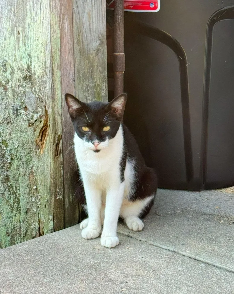 Mama Cat thumbnail 2