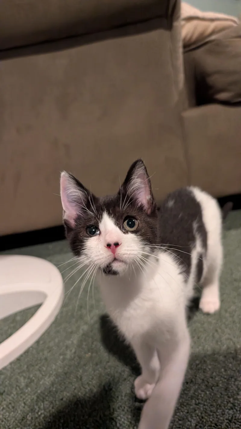 A baby small-sized female Domestic Short Hair cat named Breve for adoption in Richmond, VA
