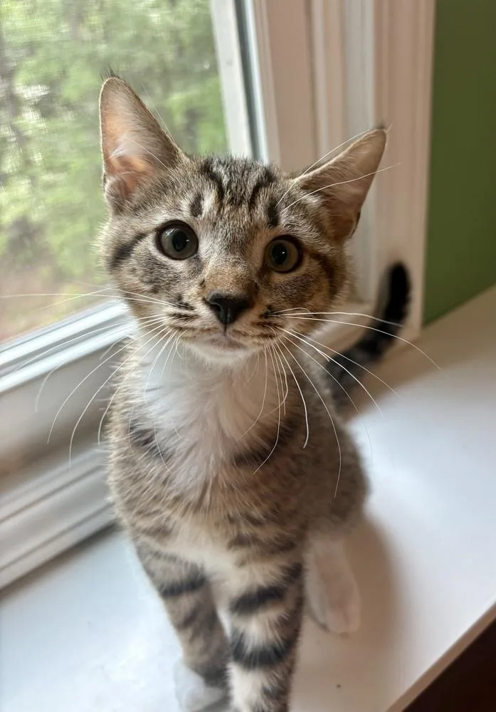 A baby small-sized male Tabby (Brown / Chocolate) Domestic Short Hair cat named Mepkin for adoption in Jackson, GA