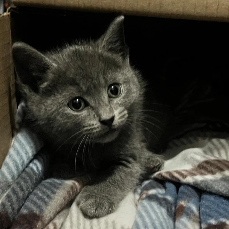 A baby small-sized male Gray / Blue / Silver Domestic Short Hair cat named Peep for adoption in Cartersville, GA