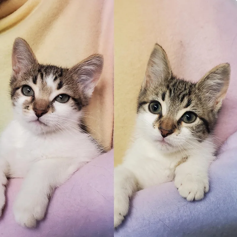 A baby medium-sized male Tabby (Brown / Chocolate) Domestic Short Hair cat named Tony & Capo for adoption in Marseilles, IL