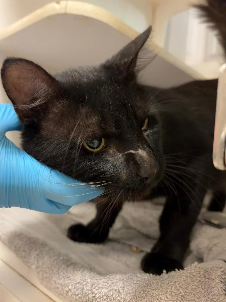A young medium-sized male Domestic Short Hair cat named Bubbles for adoption in Windsor, CT