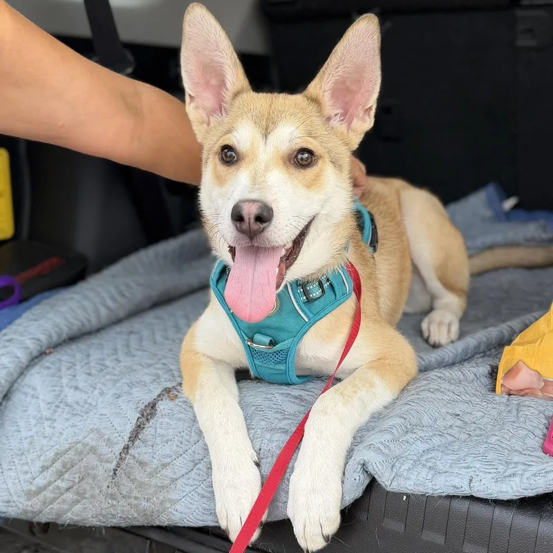 A baby medium-sized male Shiba Inu dog named Rocco for adoption in San Diego, CA