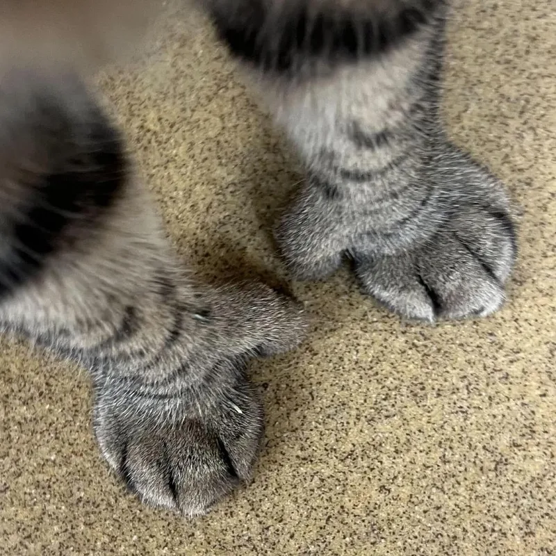 Rocco thumbnail 2