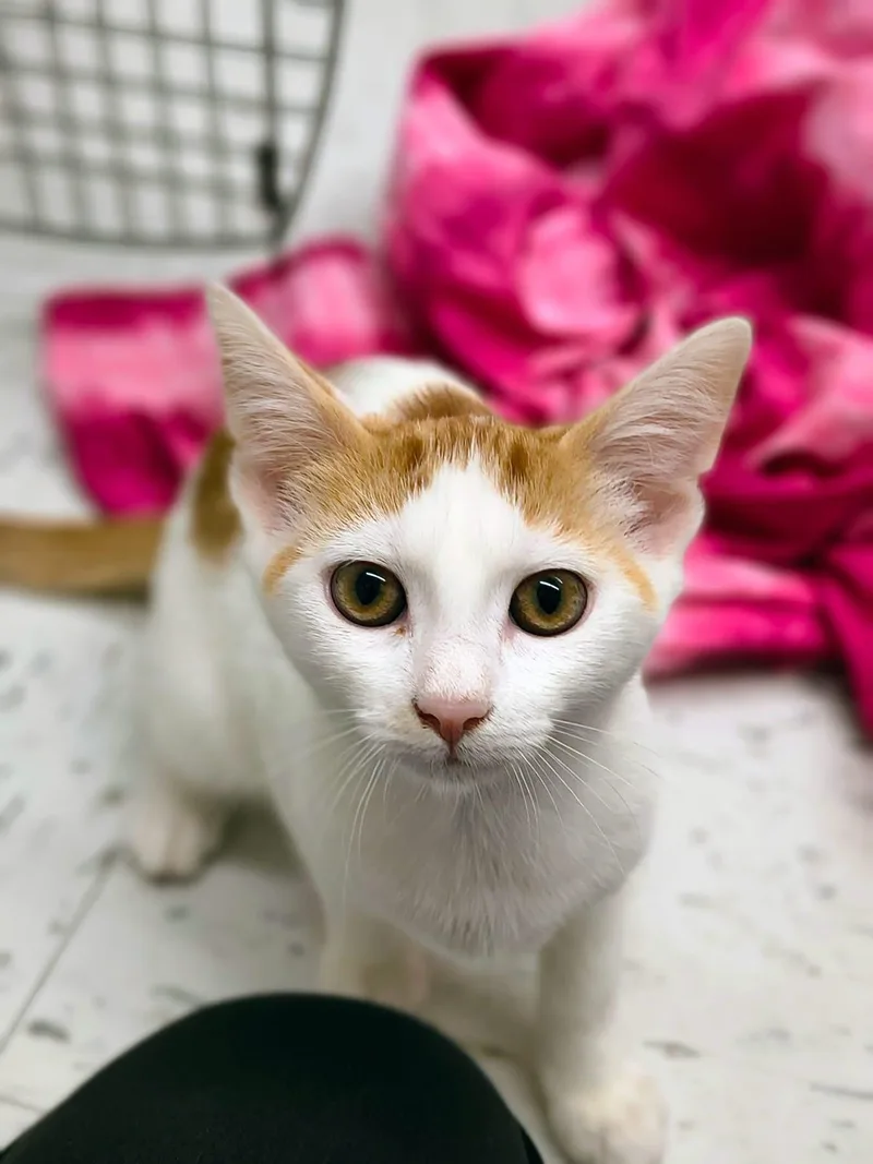 A baby medium-sized female Orange & White Domestic Short Hair cat named Spaghetti for adoption in Oriental, NC