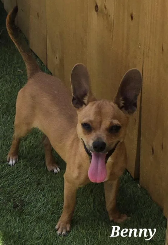 A baby small-sized male Golden Chiweenie dog named Benny for adoption in Edinburg, TX