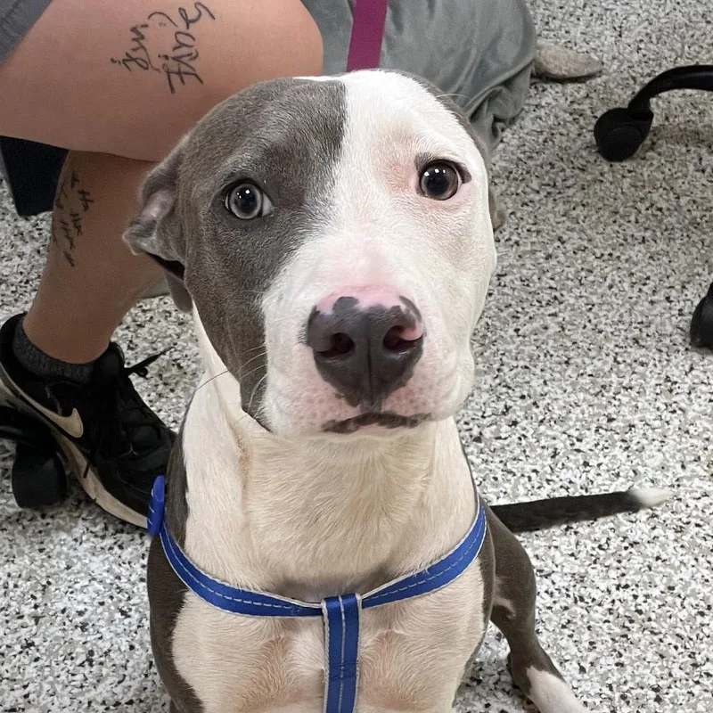 A young medium-sized female Pit Bull Terrier dog named Bell for adoption in Madisonville, TN