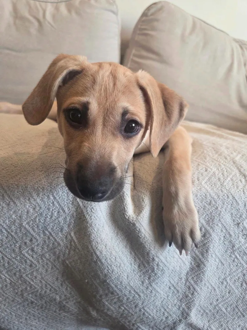 A baby medium-sized female Terrier dog named Bramble for adoption in New London, WI
