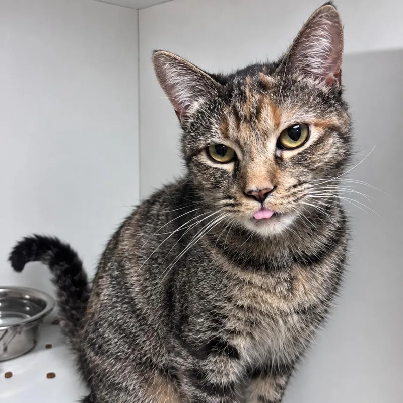 A young medium-sized female Domestic Short Hair cat named Reba for adoption in New Castle, IN