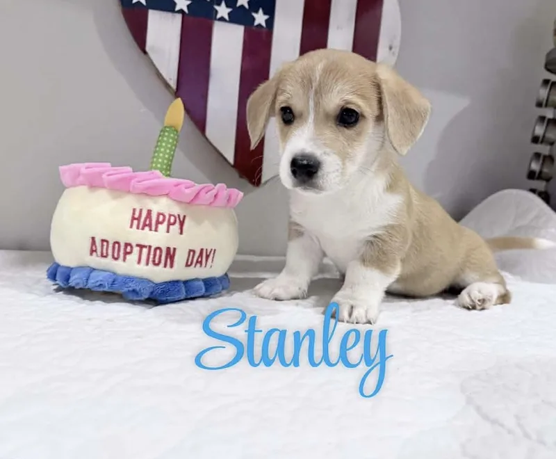 Stanley thumbnail 3