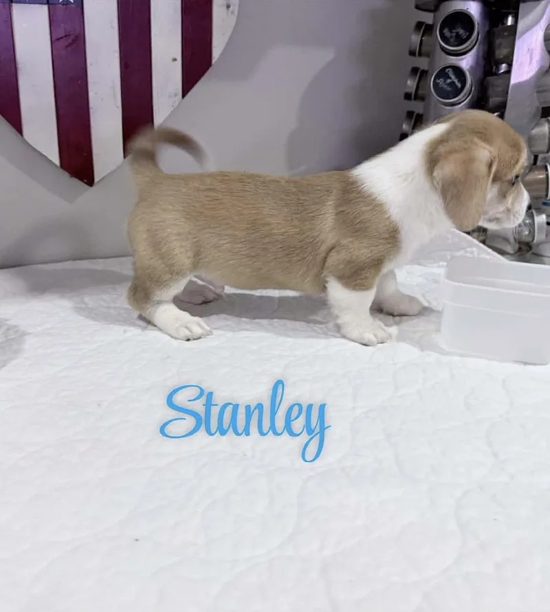 Stanley thumbnail 4