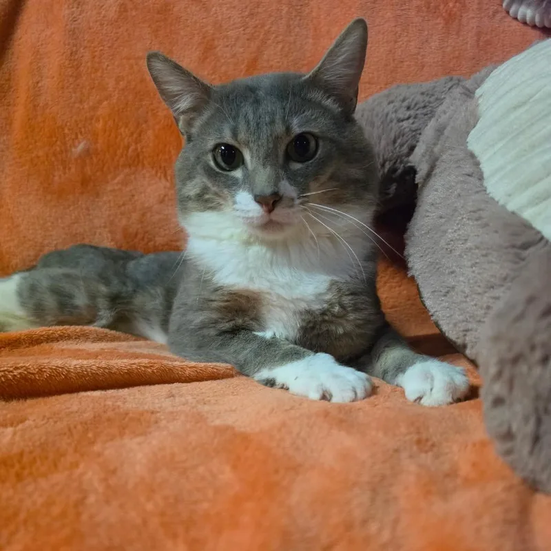 An adult medium-sized male Gray & White Domestic Short Hair cat named Binx for adoption in Graham, WA