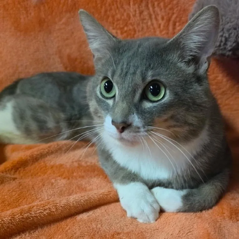 Binx thumbnail 2