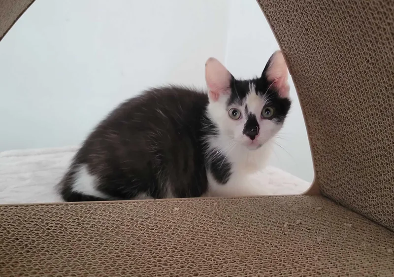 A baby small-sized male Black & White / Tuxedo American Shorthair cat named Canvas for adoption in Florham Park, NJ