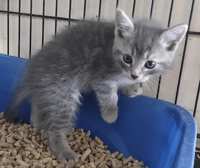 A baby medium-sized male Domestic Medium Hair cat named Xaden for adoption in Albemarle, NC