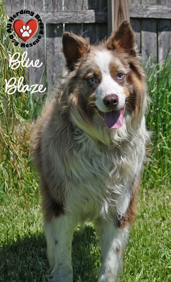 Blue Blaze thumbnail 3