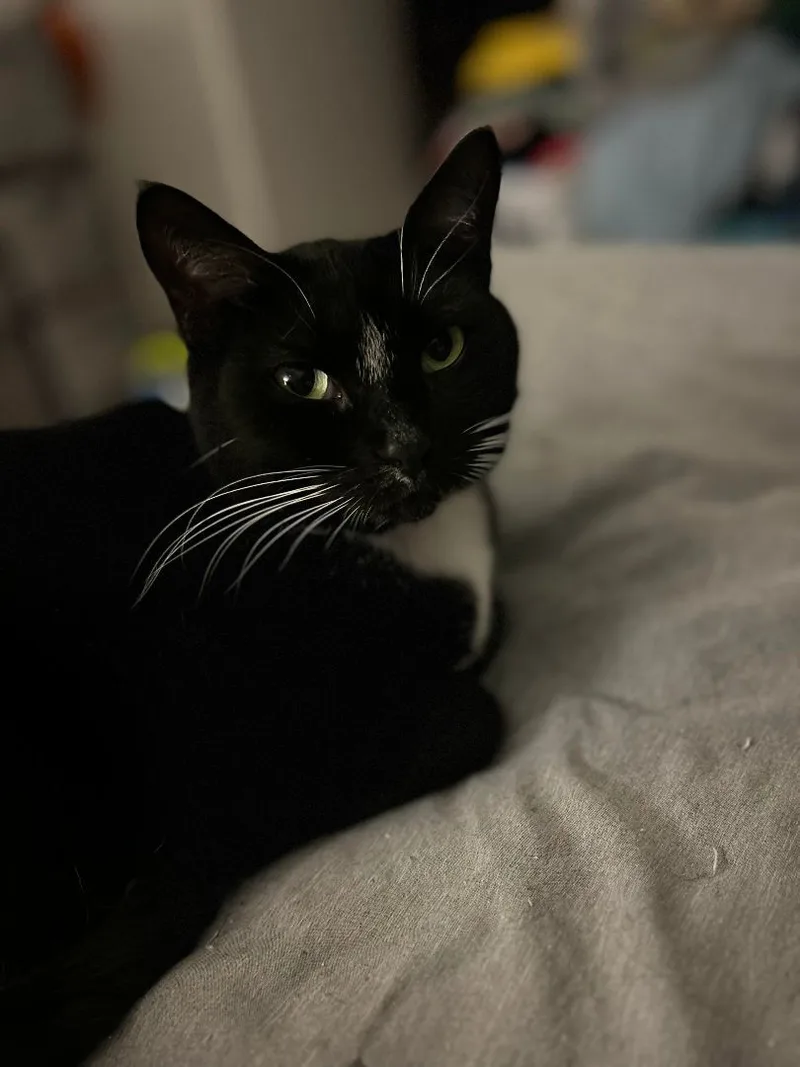An adult medium-sized female Black & White / Tuxedo Tuxedo cat named Socks for adoption in Maitland, FL