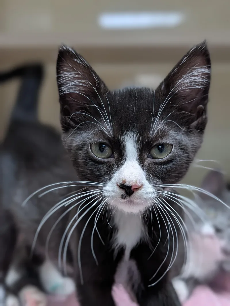 A young medium-sized male Black & White / Tuxedo Domestic Short Hair cat named Daffodil for adoption in Decatur, IL