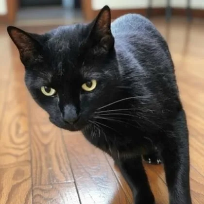 An adult medium-sized male Black Domestic Short Hair cat named Beautwo for adoption in Warr Acres, OK