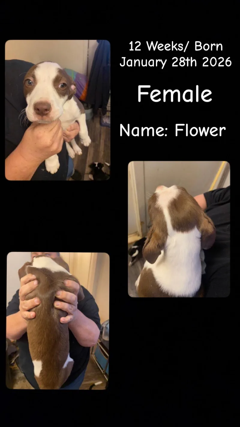 Lolp Flower
