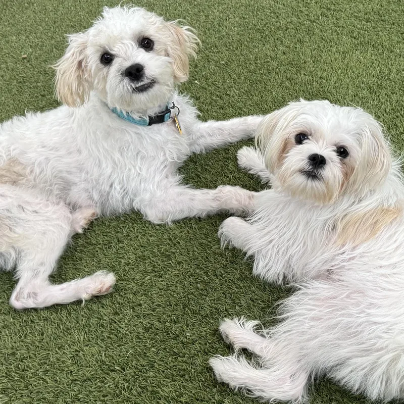 A young small-sized female White / Cream Shorkie dog named Kelly Turner for adoption in Plano, TX