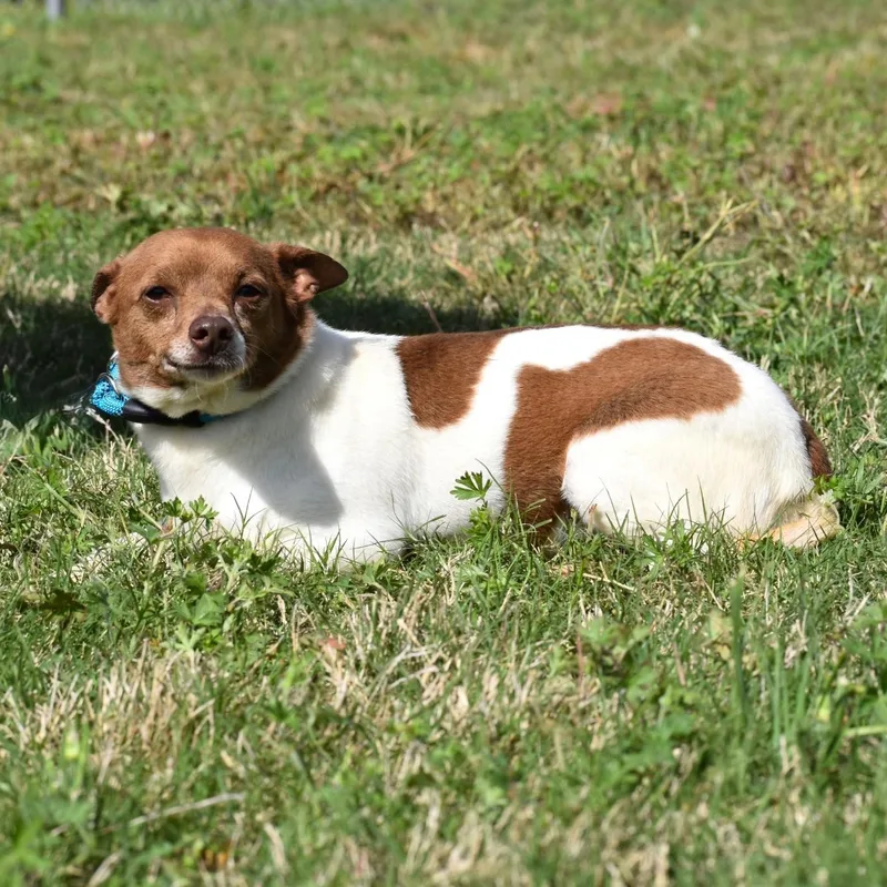 An adult small-sized male Red / Chestnut / Orange Rat Terrier dog named Roger for adoption in Wharton, TX