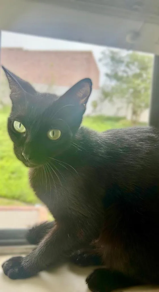 A young medium-sized female Domestic Short Hair cat named Nora for adoption in San Pedro, CA