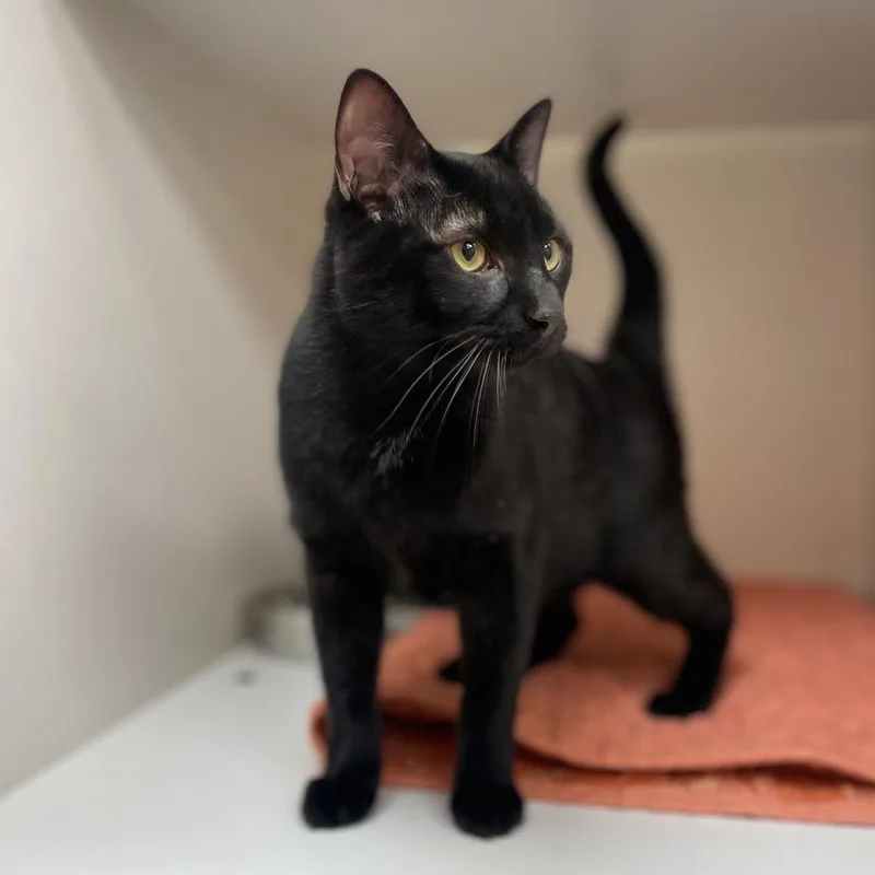 A young medium-sized male Black Domestic Short Hair cat named Pepper for adoption in Champaign, IL