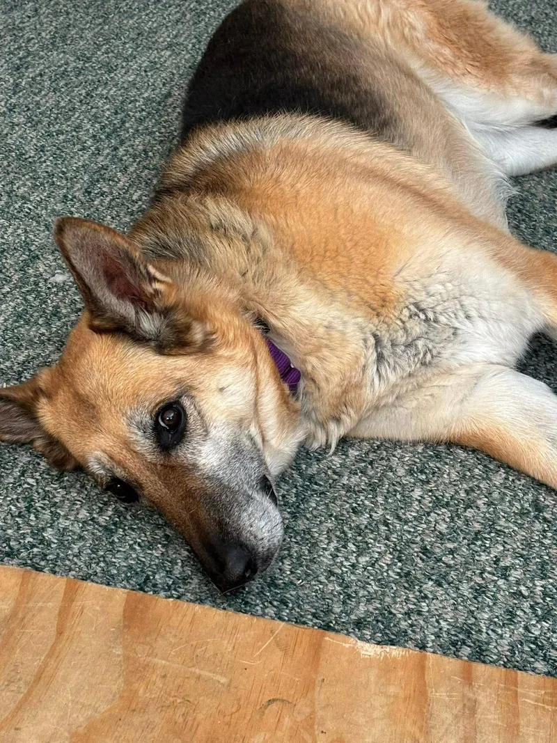 Pepsi Courtesy Listing thumbnail 2