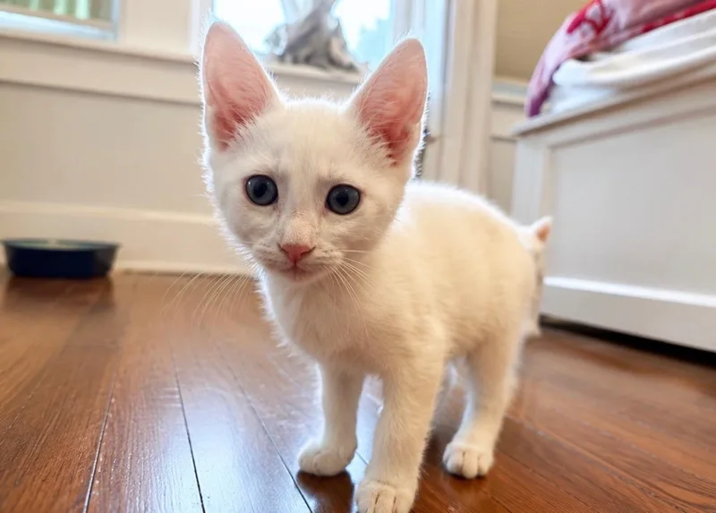 A baby medium-sized female White Domestic Short Hair cat named Marshmallow for adoption in Victor, NY