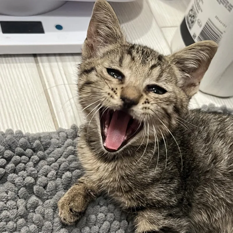 A baby small-sized male Brown / Chocolate American Shorthair cat named Franklin for adoption in Oceanside, NY