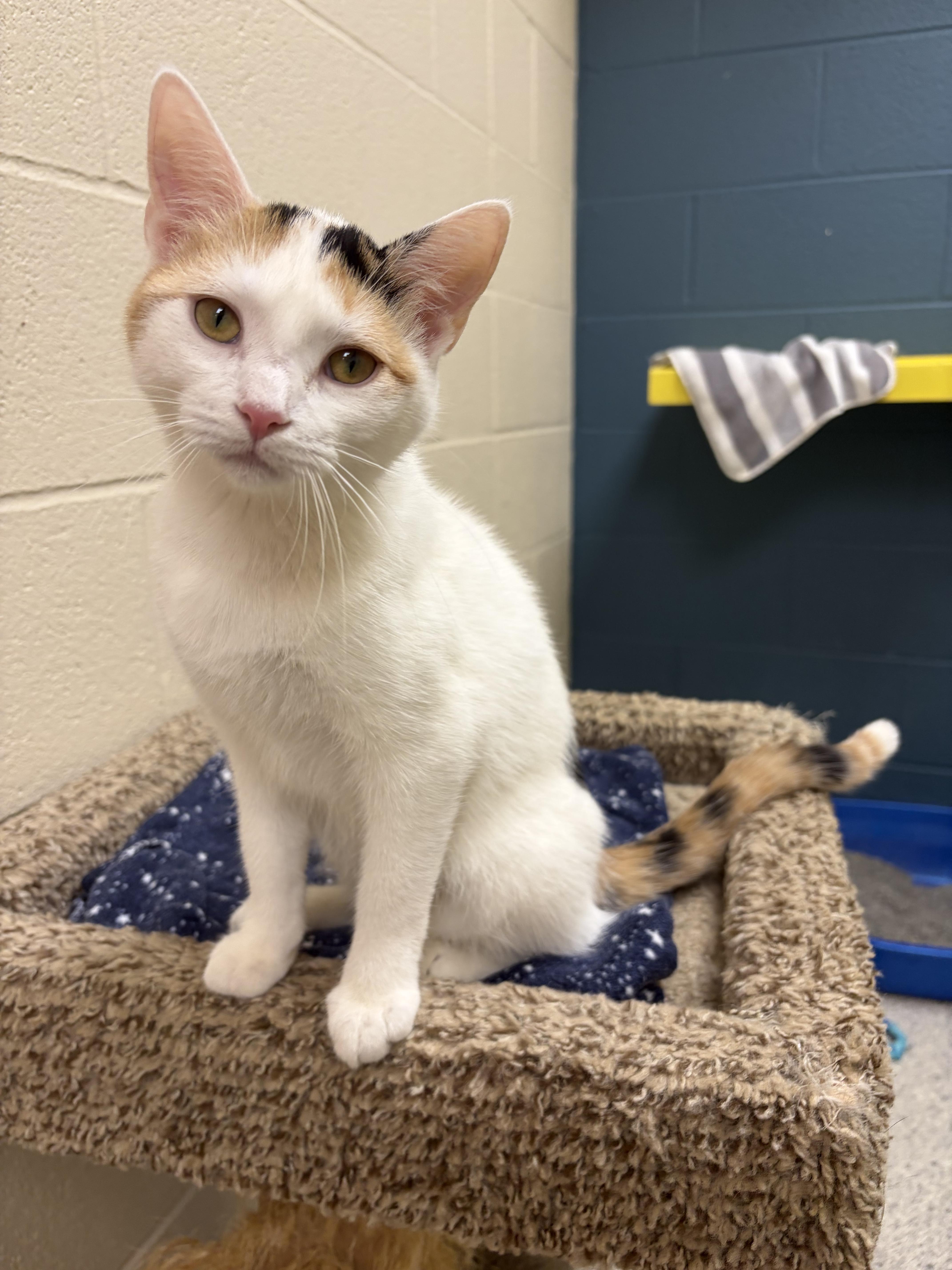 A young small-sized female Domestic Short Hair cat named Rapunzel for adoption in Valparaiso, IN