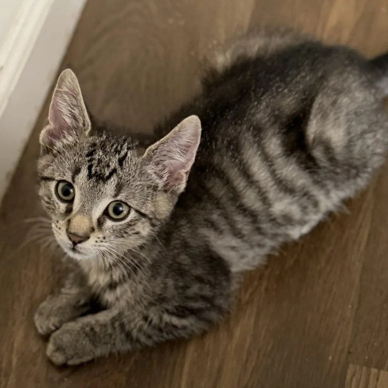 A baby medium-sized male Tabby (Brown / Chocolate) Tabby cat named Grover for adoption in Harrisburg, PA