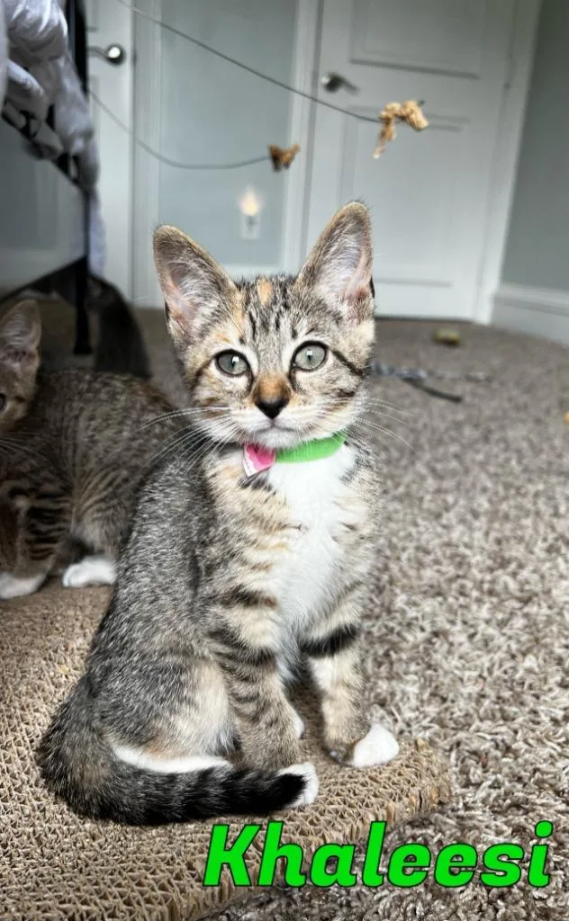 Khaleesi thumbnail 2