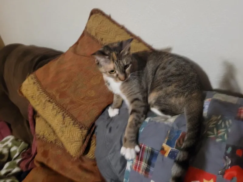 Khaleesi thumbnail 3