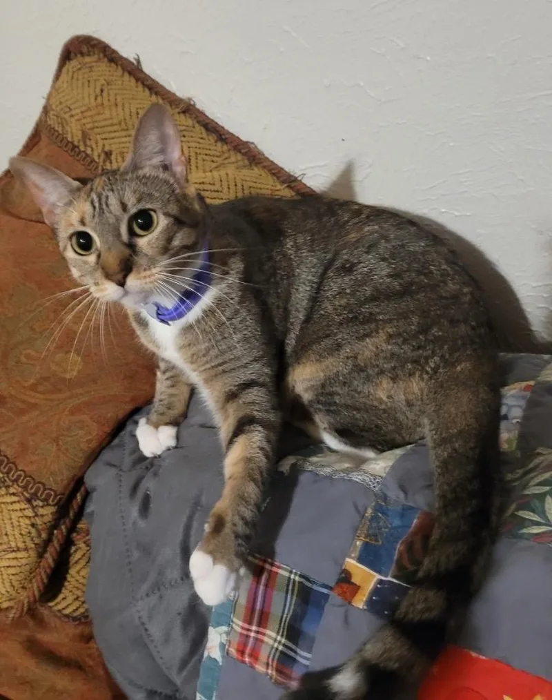 Khaleesi thumbnail 4