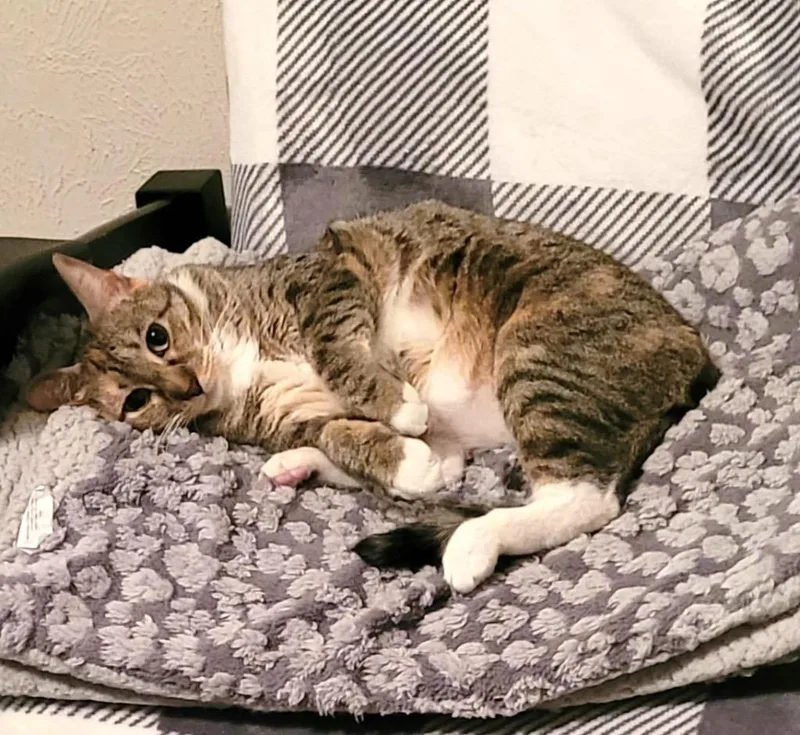 Khaleesi thumbnail 5