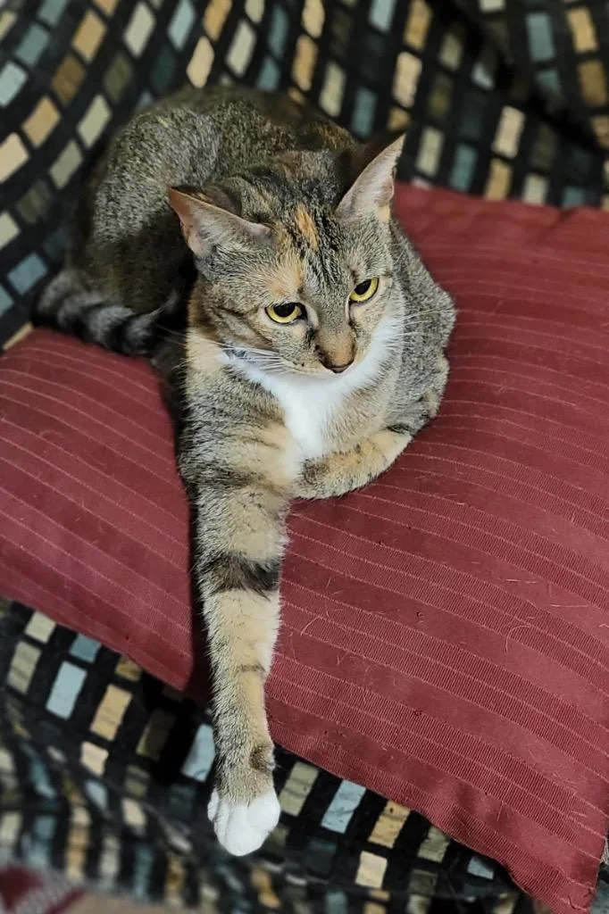 Khaleesi thumbnail 6