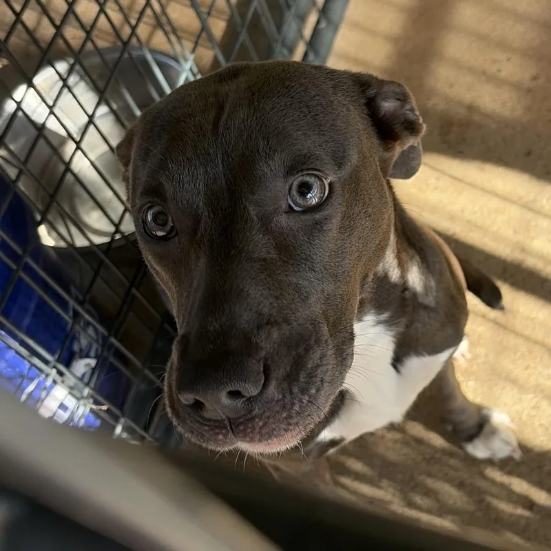 A young medium-sized female Mixed Breed dog named Grey Bay Bay for adoption in Lake Jackson, TX