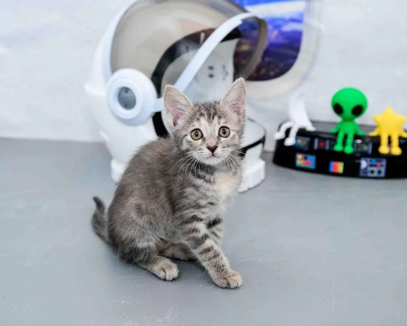 A baby medium-sized female Tabby (Gray / Blue / Silver) Domestic Short Hair cat named Rapunzel for adoption in Jefferson, LA