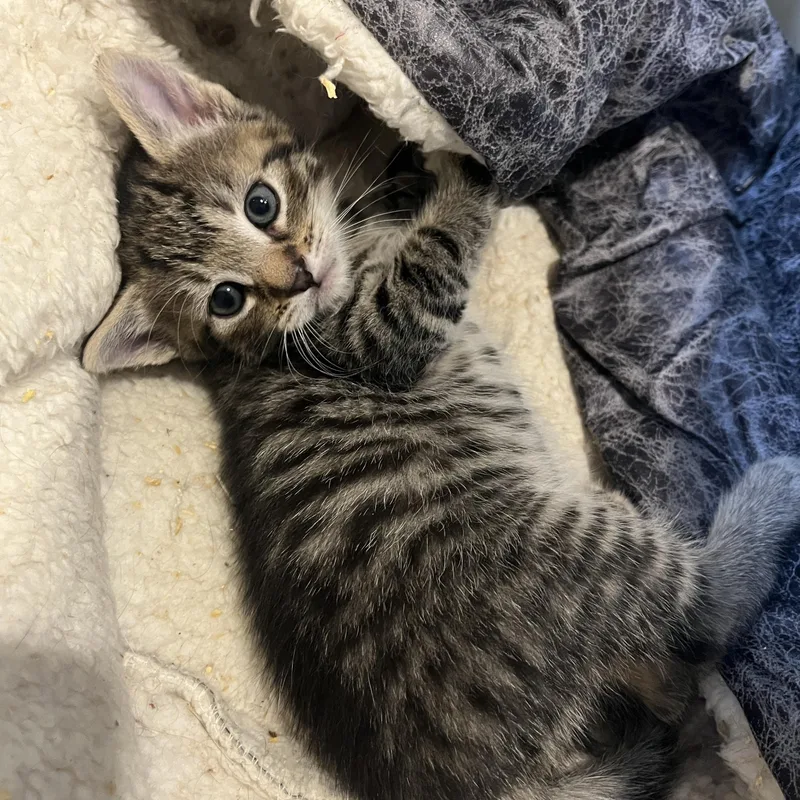 A baby medium-sized male Brown / Chocolate Tabby cat named Malachai for adoption in Moriches, NY