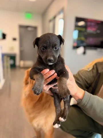A baby small-sized male Australian Cattle Dog / Blue Heeler dog named Scott for adoption in San Martin, CA