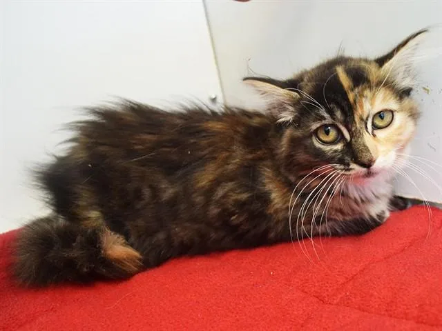 A baby small-sized female Domestic Medium Hair cat named Moana for adoption in Sacramento, CA
